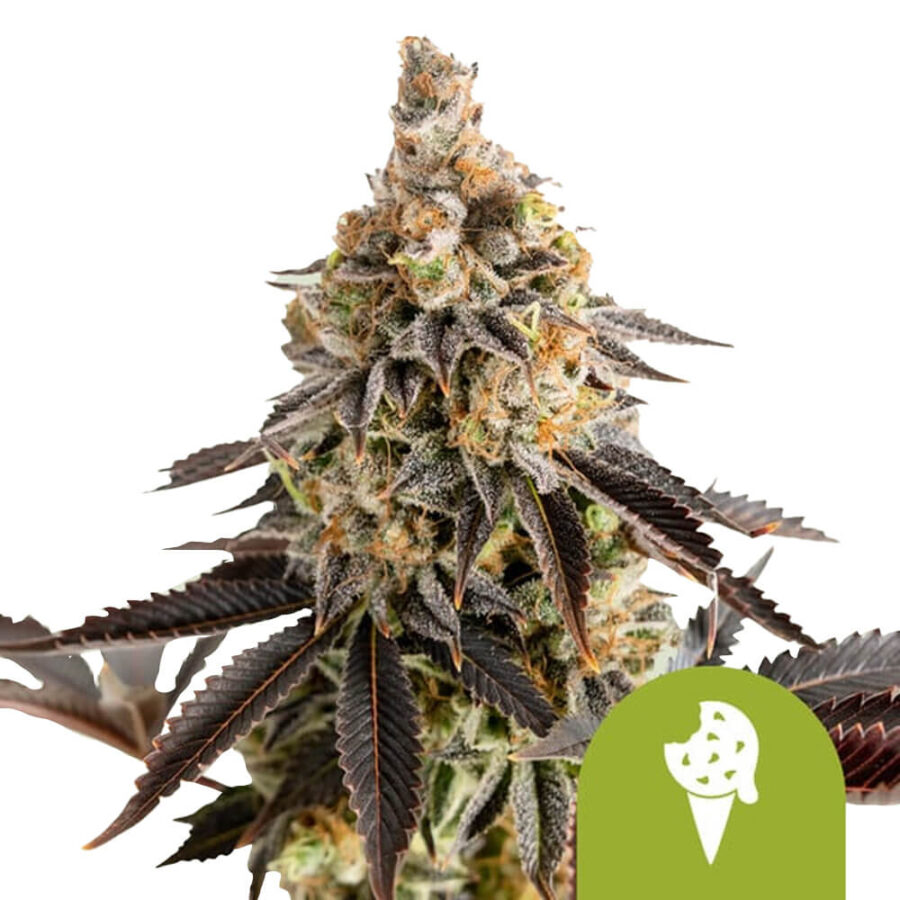 Royal Queen Seeds Cookies Gelato Auto autoflowering cannabis seeds (3 seeds pack)