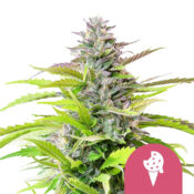 Royal Queen Seeds Cookies Gelato feminized cannabis seeds (3 seeds pack)