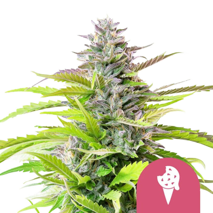 wholesale royal queen seeds cookies gelato feminized cannabis seeds 3 seeds pack