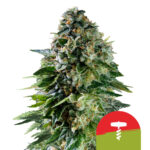 Royal Queen Seeds x Tyson 2.0 Corkscrew Auto autoflowering cannabis seeds (3 seeds pack)