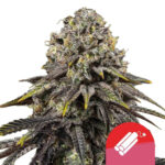 wholesale royal queen seeds dynamite diesel autoflowering cannabis seeds 3 seeds pack