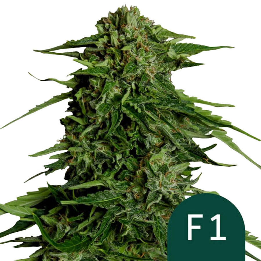 Royal Queen Seeds Epsilon F1 autoflowering cannabis seeds (3 seeds pack)