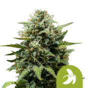 Royal Queen Seeds Fat Banana Auto autoflowering cannabis seeds (5 seeds pack)