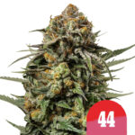 Royal Queen Seeds x Tyson 2.0 Gelato 44 feminized cannabis seeds (3 seeds pack)