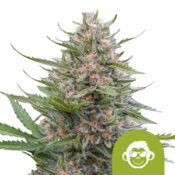 Royal Queen Seeds Grape Ape Auto autoflowering cannabis seeds (3 seeds pack)