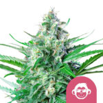 Royal Queen Seeds Grape Ape feminized cannabis seeds (3 seeds pack)