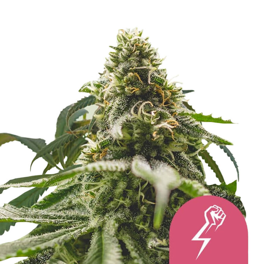 wholesale royal queen seeds green crack punch feminized cannabis seeds 3 seeds pack