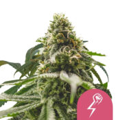 wholesale royal queen seeds green crack punch feminized cannabis seeds 5 seeds pack 2