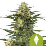 Royal Queen Seeds Green Gelato Auto autoflowering cannabis seeds (3 seeds pack)