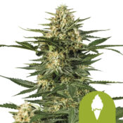 Royal Queen Seeds Green Gelato Auto autoflowering cannabis seeds (5 seeds pack)