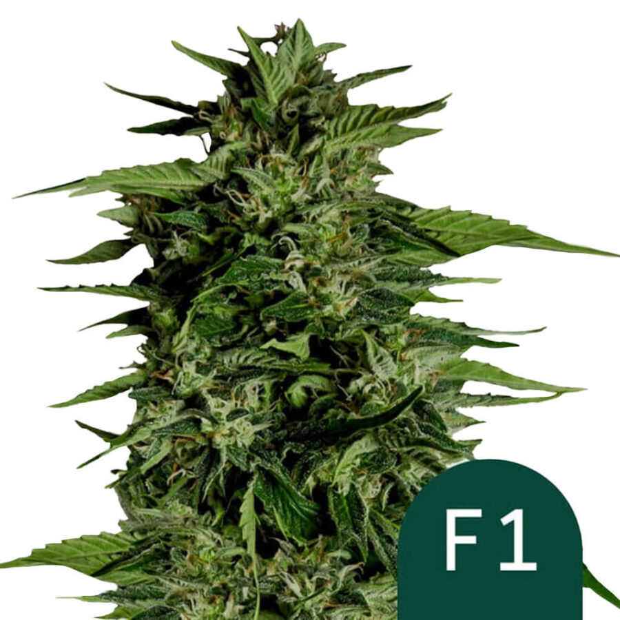 Royal Queen Seeds Hyperion F1 autoflowering cannabis seeds (3 seeds pack)