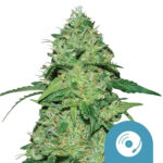 Royal Queen Seeds Joanne's CBD cannabis seeds (3 seeds pack)