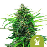 wholesale royal queen seeds pink runtz auto autoflowering cannabis seeds 3 seeds pack