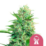 Royal Queen Seeds Pink Runtz feminized cannabis seeds (3 seeds pack)