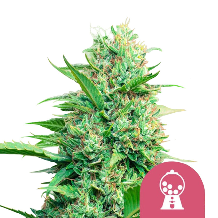 Royal Queen Seeds Pink Runtz feminized cannabis seeds (5 seeds pack)