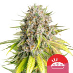 wholesale royal queen seeds punch pie autoflowering cannabis seeds 3 seeds pack