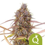 wholesale royal queen seeds purple queen auto autoflowering cannabis seeds 3 seeds pack