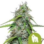 Royal Queen Seeds Royal Gorilla Automatic autoflowering cannabis seeds (3 seeds pack)