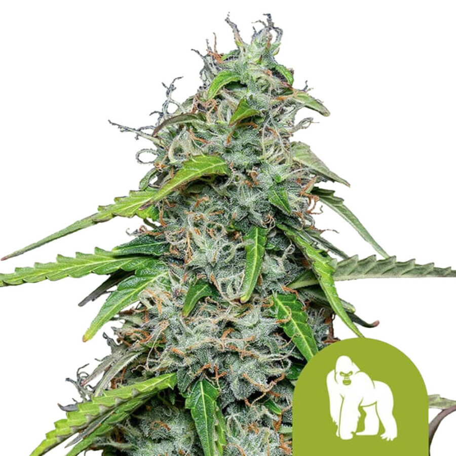 Royal Queen Seeds Royal Gorilla Automatic autoflowering cannabis seeds (3 seeds pack)