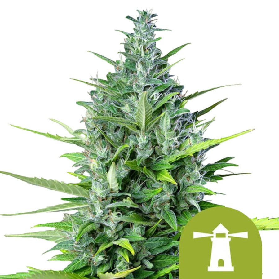 Royal Queen Seeds Royal Haze autoflowering cannabis seeds (5 seeds pack)