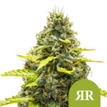 wholesale royal queen seeds royal runtz auto autoflowering cannabis seeds 3 seeds pack