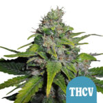 Royal Queen Seeds Royal THCV autoflowering cannabis seeds (3 seeds pack)