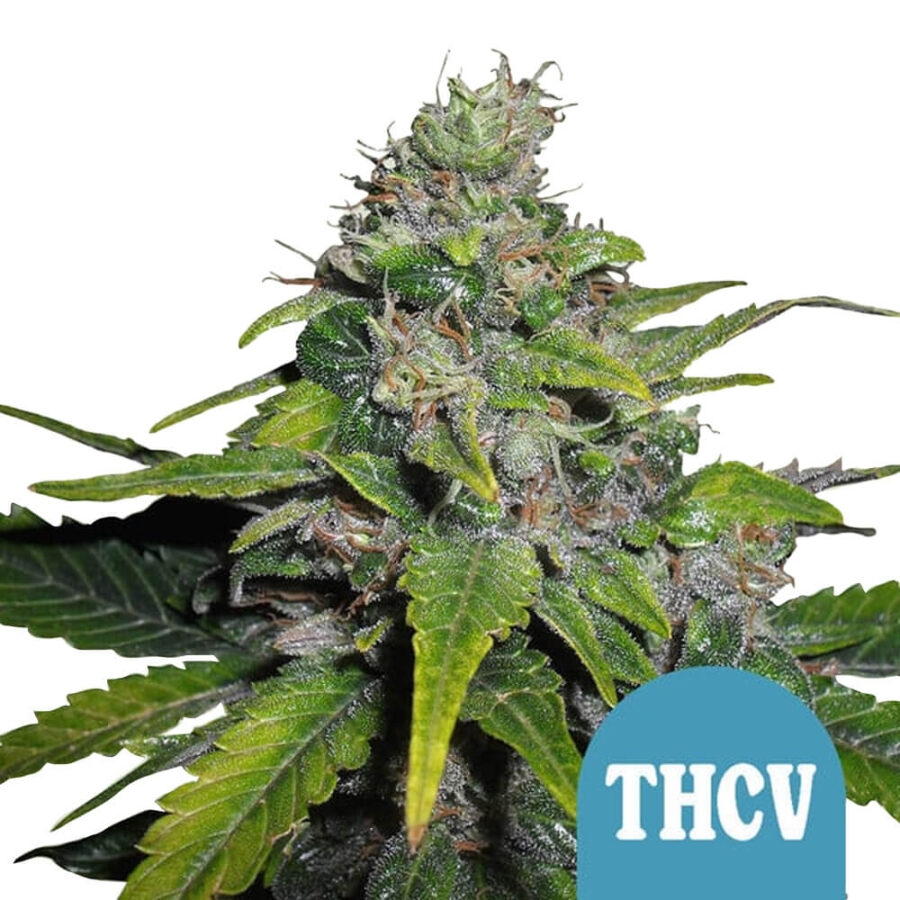 Royal Queen Seeds Royal THCV autoflowering cannabis seeds (3 seeds pack)