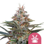 Royal Queen Seeds Shogun feminized cannabis seeds (5 seeds pack)