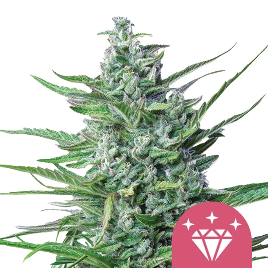 wholesale royal queen seeds special kush 1 feminized cannabis seeds 3 seeds pack