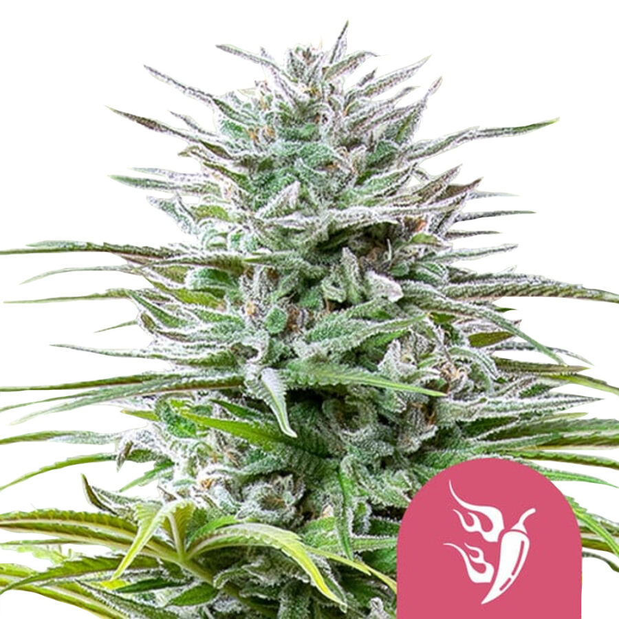 Royal Queen Seeds Speedy Chile feminized cannabis seeds (3 seeds pack)