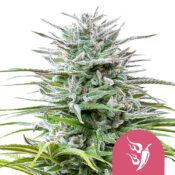 Royal Queen Seeds Speedy Chile feminized cannabis seeds (5 seeds pack)