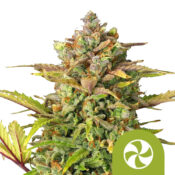 Royal Queen Seeds Sweet ZZ Auto autoflowering cannabis seeds (3 seeds pack)