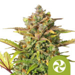 Royal Queen Seeds Sweet ZZ Auto autoflowering cannabis seeds (5 seeds pack)