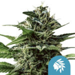 Royal Queen Seeds Tatanka Pure CBD cannabis seeds (3 seeds pack)