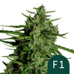 Royal Queen Seeds Titan F1 autoflowering cannabis seeds (5 seeds pack)