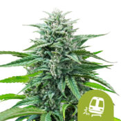 Royal Queen Seeds Trainwreck Auto autoflowering cannabis seeds (3 seeds pack)