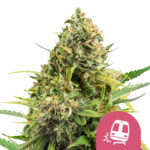 Royal Queen Seeds Trainwreck feminized cannabis seeds (3 seeds pack)