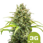 Royal Queen Seeds Triple G Auto autoflowering cannabis seeds (5 seeds pack)