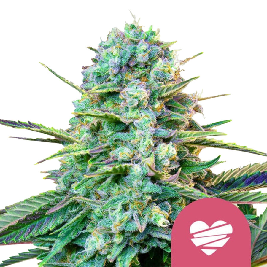 Royal Queen Seeds Wedding Crasher feminized cannabis seeds (5 seeds pack)