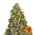 Barney's Farm Amnesia Haze Auto autoflowering cannabis seeds (5 seeds pack)