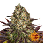 Barney's Farm Biscotti feminized cannabis seeds (3 seeds pack)