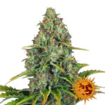 Barney's Farm Blue Cheese Auto autoflowering cannabis seeds (5 seeds pack)