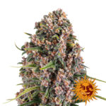 Barney's Farm Blue Cheese feminized cannabis seeds (3 seeds pack)