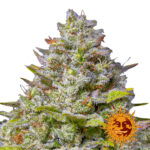 Barney's Farm Blue Gelato 41 feminized cannabis seeds (3 seeds pack)