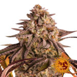 Barney's Farm Blue Sunset Sherbert feminized cannabis seeds (3 seeds pack)