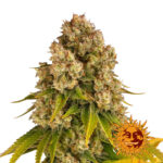 Barney's Farm Cheese Auto autoflowering cannabis seeds (3 seeds pack)