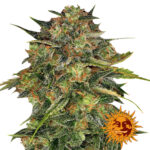 Barney's Farm Cheese feminized cannabis seeds (3 seeds pack)