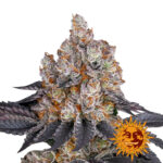 Barney's Farm Gelato feminized cannabis seeds (5 seeds pack)