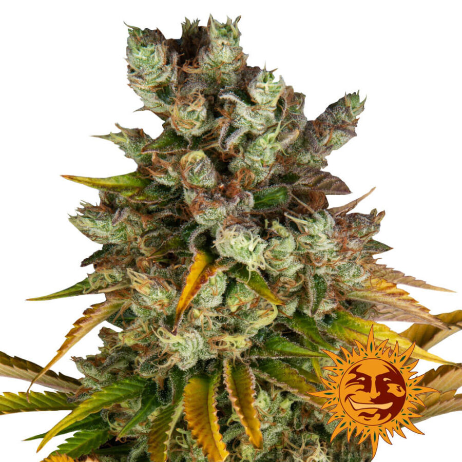 Barney's Farm GMO feminized cannabis seeds (3 seeds pack)