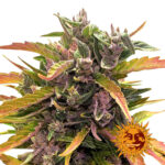 Barney's Farm Gorilla Glue Auto autoflowering cannabis seeds (5 seeds pack)